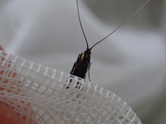 Adela caeruleella