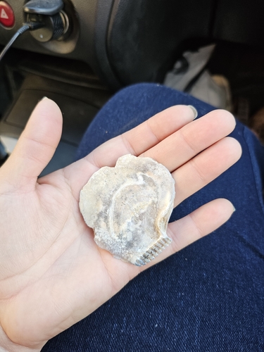 Flat Tree Oyster