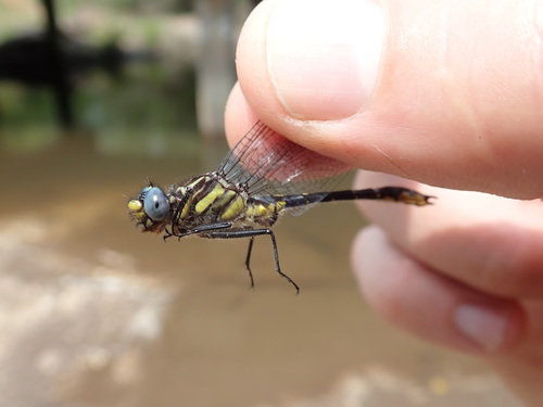 Banner Clubtail