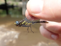 Hylogomphus apomyius