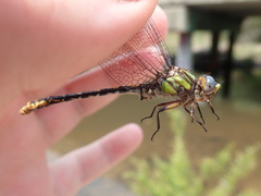 Ophiogomphus australis