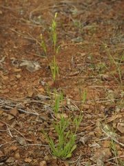 Zeltnera muehlenbergii