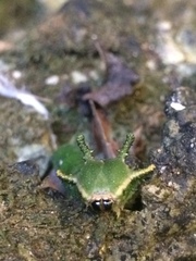 Polyura