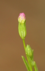 Zeltnera muehlenbergii