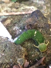 Polyura