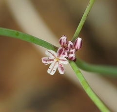 Eriogonum covilleanum