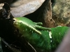 Polyura