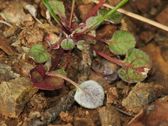 Eriogonum covilleanum