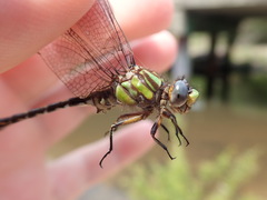 Ophiogomphus australis