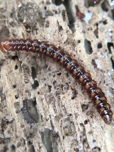 Stosatea italica