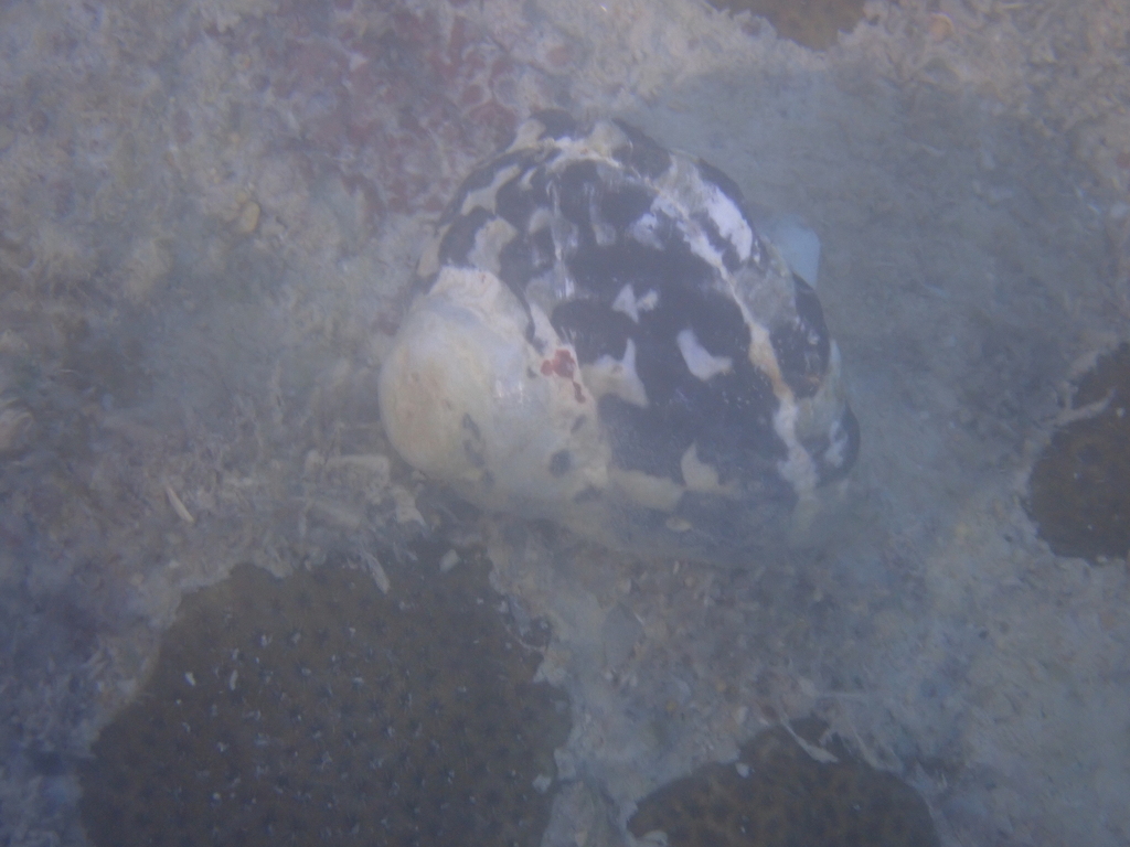 West Indian Top Shell from Westmoreland, JM on December 27, 2023 at 04: ...