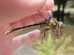 Ophiogomphus australis