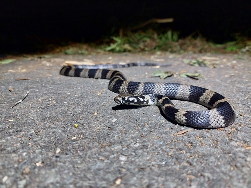 Stephens' Banded Snake sighting