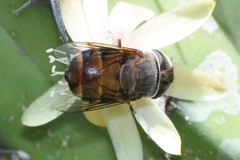 Copestylum macrocephalum