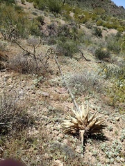 Agave simplex
