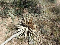 Agave simplex