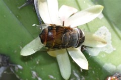 Copestylum macrocephalum