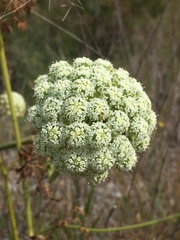 Daucus carota drepanensis