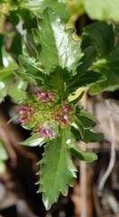 Centranthus calcitrapae