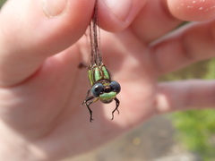 Ophiogomphus australis