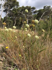 Daucus carota drepanensis