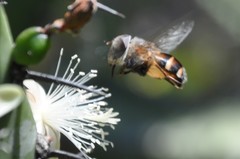 Copestylum macrocephalum