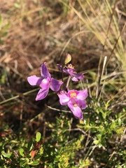 Calopogon multiflorus