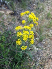 Lomatium parvifolium