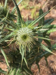 Cirsium echinatum