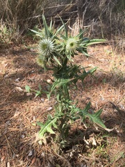 Cirsium echinatum
