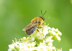 Stratiomys longicornis