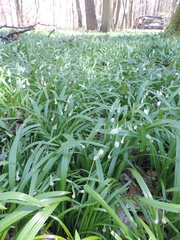 Allium paradoxum