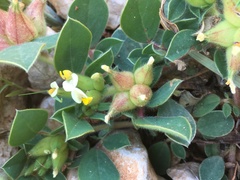 Tripodion tetraphyllum