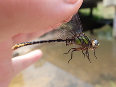 Ophiogomphus australis