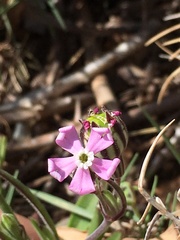 Silene secundiflora