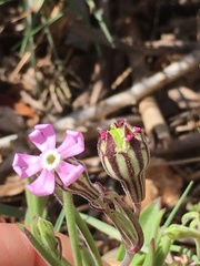 Silene secundiflora