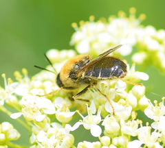 Stratiomys longicornis