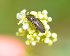 Cardiophorinae