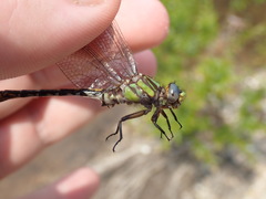 Ophiogomphus australis