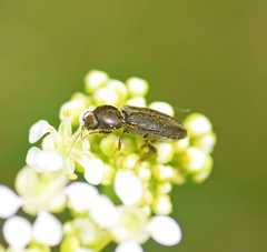 Cardiophorinae