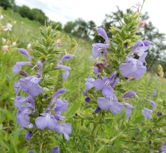 Salvia engelmannii