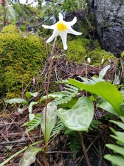 Erythronium helenae