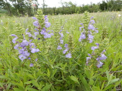 Salvia engelmannii
