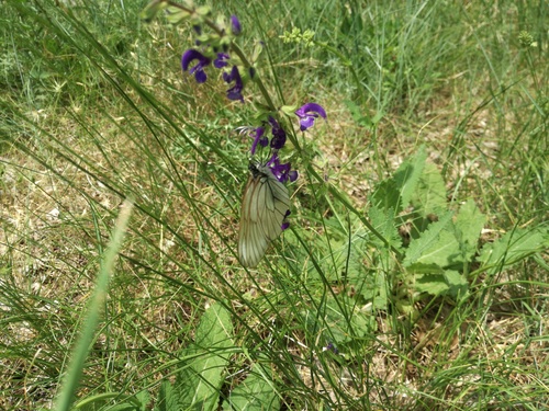 Glogov bijelac (Aporia crataegi)