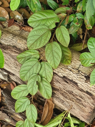 Limacia scandens observed 2023-12-02