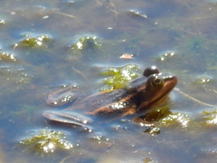 Lithobates virgatipes