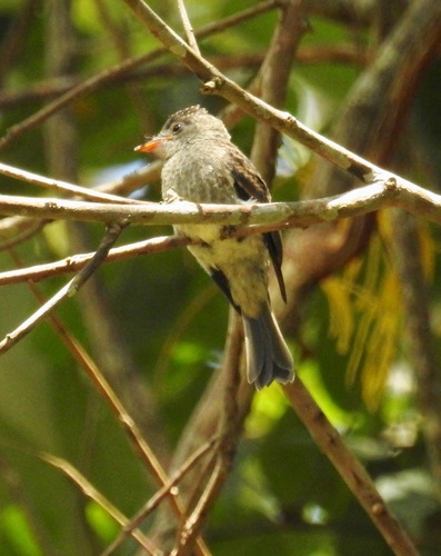 Southern Tropical Pewee (Contopus cinereus)