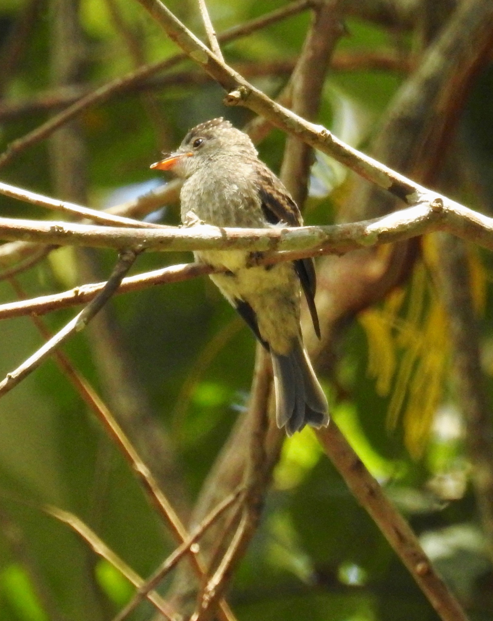 Southern Tropical Pewee (Contopus cinereus)
