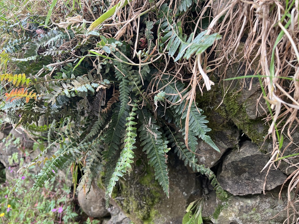 Rasp fern from Matamata, New Zealand on December 3, 2023 at 12:38 PM by ...