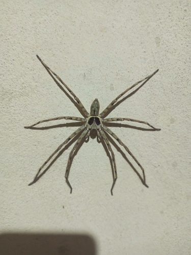 Pantropical Huntsman Spider